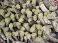 rain BD 500 horn clay