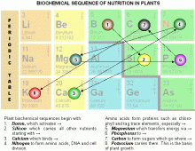Biochemical Sequence 3